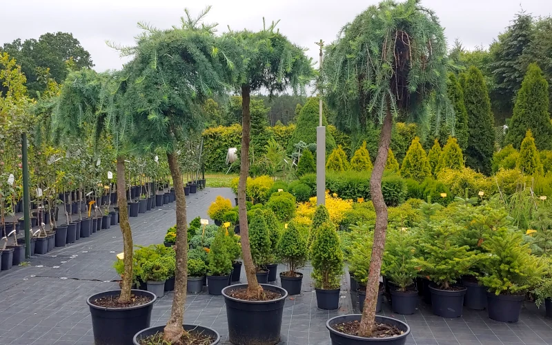 drzewka w donicach szkółka drzew